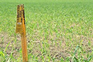 A neglected, worn gas pipeline sign warns of hidden danger lying below a farmer's cornfield