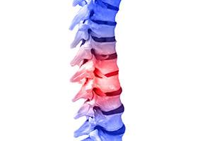 Human Spinal-column model